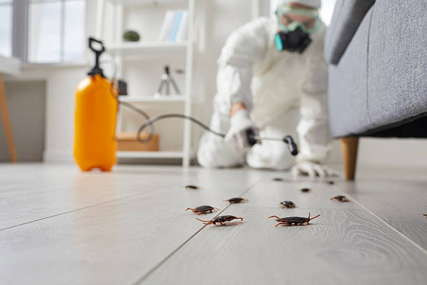 Commercial Rodent Management in Eaton
